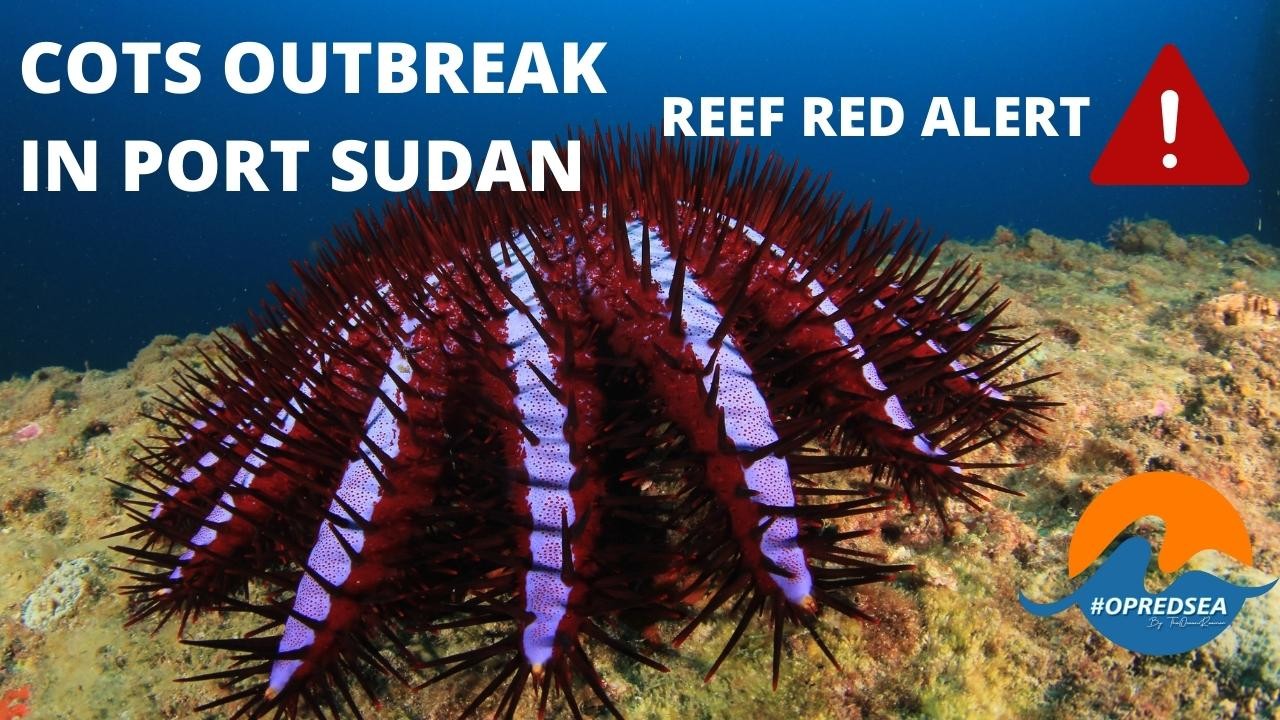 REEF-RED-ALERT