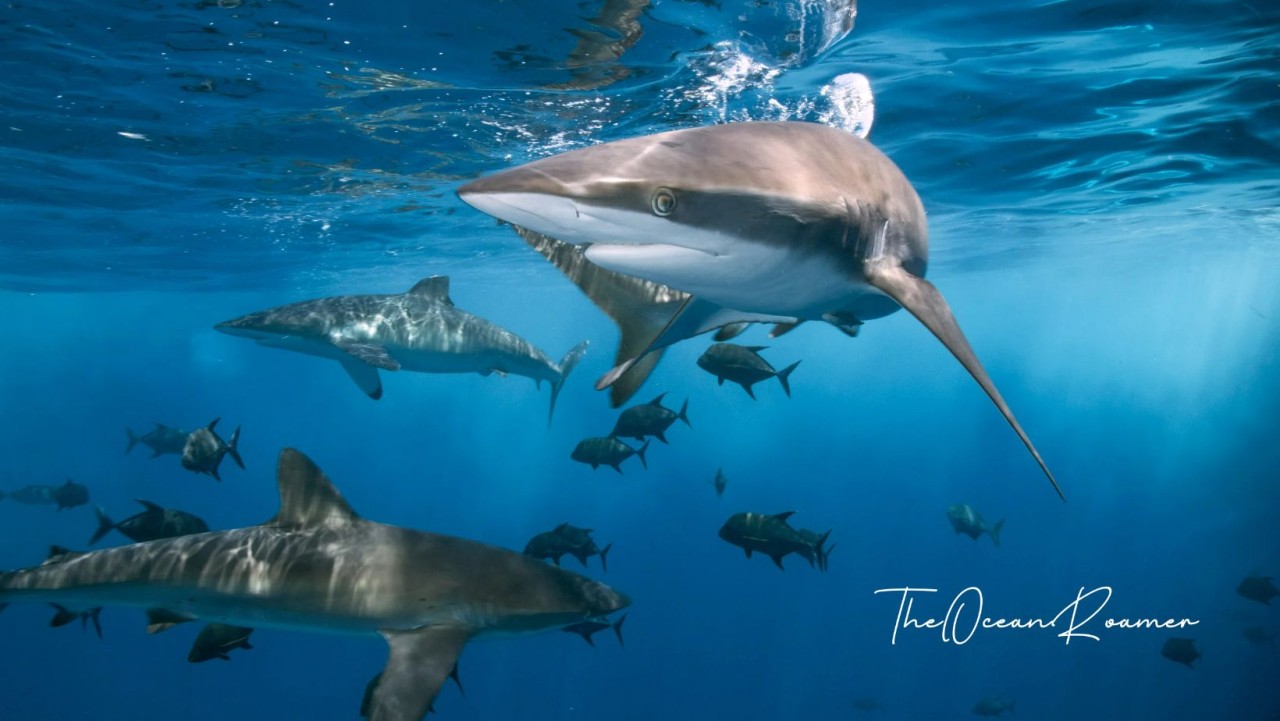 The Beauty of the Sudanese Red Sea Waters & Biodiversity Anno 2004